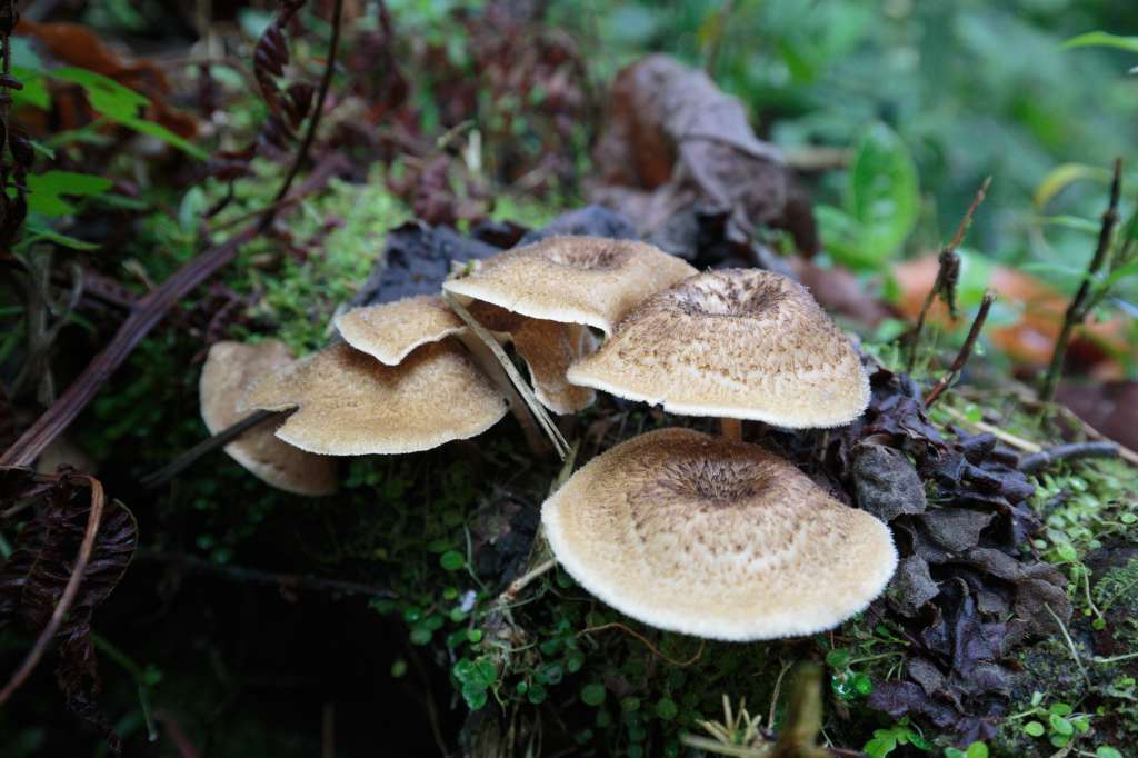 Hongos