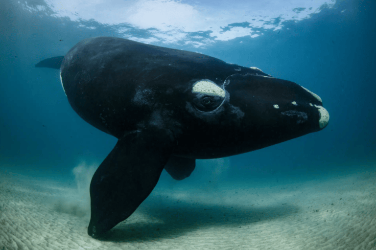 La mirada correcta: Mientras la cría de ballena le investigaba, el principal reto de Robinson era nadar lo suficientemente lejos para fotografiarla. El encuentro en Port Ross (Nueva Zelanda) duró 30 minutos.