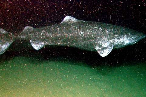 ¿Por qué los tiburones de Groenlandia viven tanto tiempo?, esta sería la razón