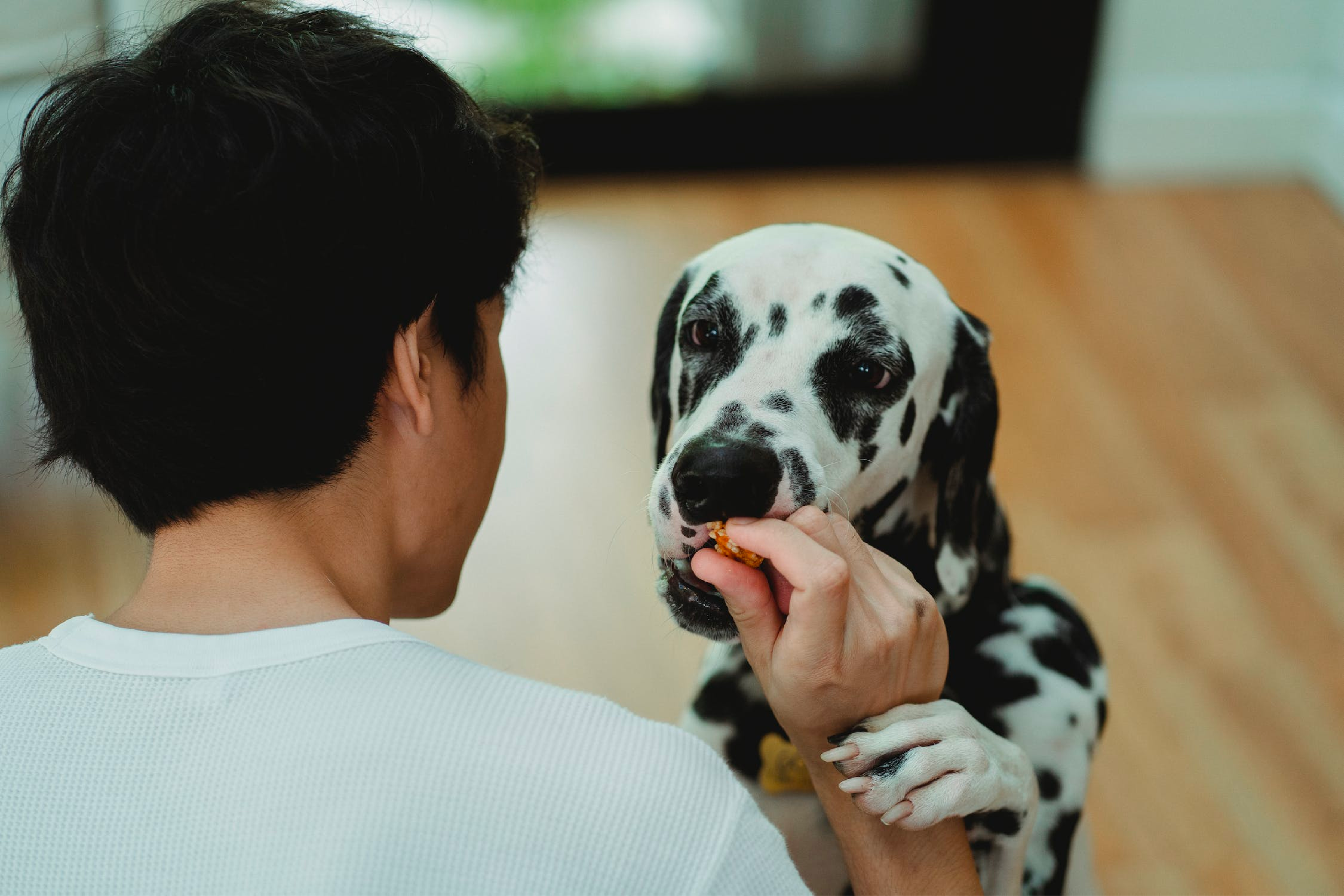 Gabrica Colombia, empresa multinacional con más de 30 años en el mercado ofreciendo soluciones integrales para los expertos en mascotas y sus responsables.