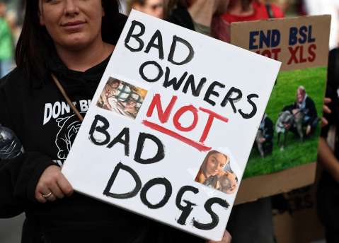 Organización pide que adopten a cuatro bully XL antes de que sean sacrificados
