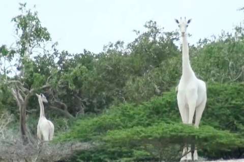 Cazadores furtivos matan a la única jirafa blanca de Kenia y a su cría