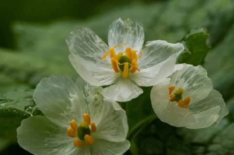 Así es la flor transparente o de esqueleto: ¿dónde encontrarla?