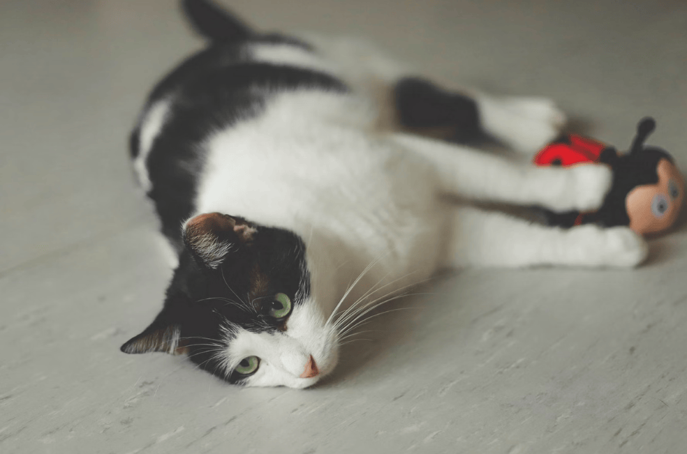 Cinco cosas que nunca debe hacer si tiene un gato
