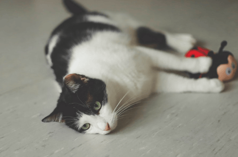 Cinco cosas que nunca debe hacer si tiene un gato