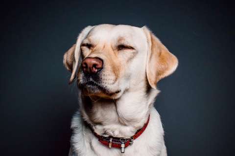 Estos son los olores que más detestan los perros