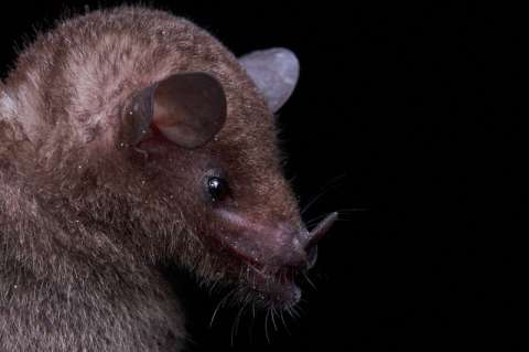 Se pierde la selva amazónica y con ella los murciélagos