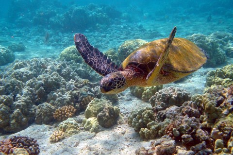 Por el cambio climático, algunas tortugas marinas están poniendo huevos antes