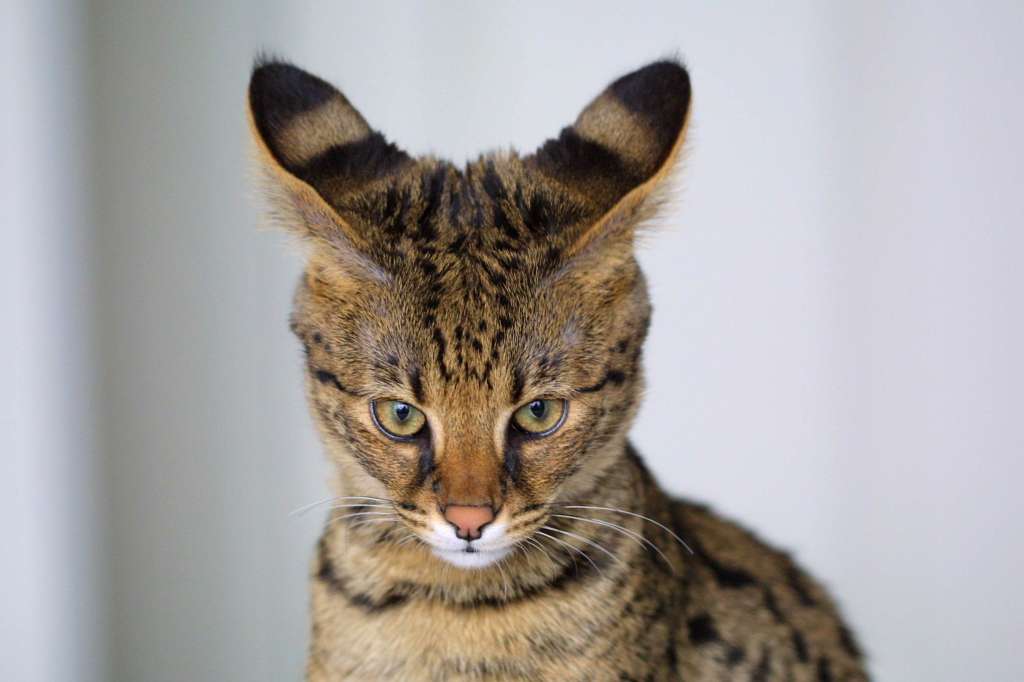 Al ser gatos activos, curiosos e inteligentes, esta raza felina es ideal para el entrenamiento al aprender rápidamente comandos de sus dueños.