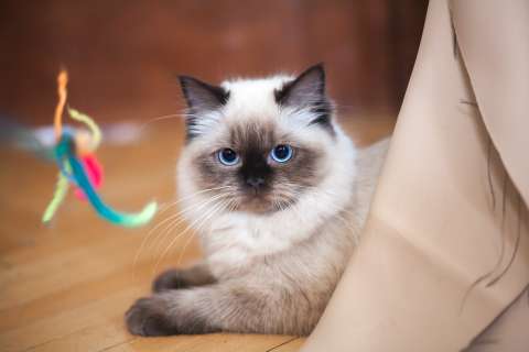 ¿Cuál es la raza de gato más amable y cariñosa?