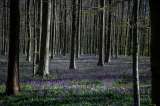 El 60% de los bosques del patrimonio mundial está amenazado por el cambio climático