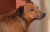 Perrito caminó 13 kilómetros para despedirse de su dueño que murió