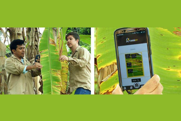 Desarrollan una app para detectar hongos letales en bananos de Colombia