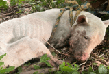 Autoridades ofrecen recompensa: buscan a responsable de maltrato animal en Ibagué