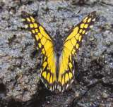 Así encontraron en Colombia una mariposa perdida por más de un siglo