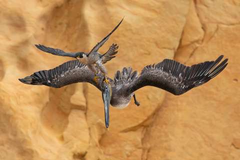 ¿Ya las vio? Estas son las mejores fotografías de aves del 2023