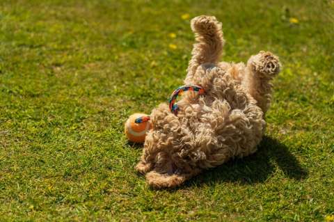 ¿Por qué un perro se acuesta patas arriba?
