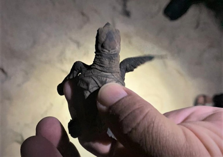 Tortugas recién nacidas vuelven a su hábitat natural