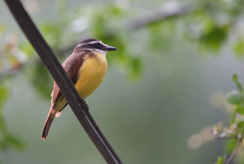 ACOMPAÑA CRÓNICA: COLOMBIA AVES AME326. CALI (COLOMBIA), 15/02/2025.- Fotografía de un 'rusty margined flyca' durante un recorrido urbano de avistamiento de aves este viernes, en Cali (Colombia). Cuando apenas aclara el día el revoloteo incansable y multicolor de centenares de aves de diferentes especies deja boquiabierto a un numeroso grupo de pajareros aficionados que asisten a la Feria Internacional de las Aves en Cali, la principal ciudad del suroeste de Colombia. EFE/ Ernesto Guzmán