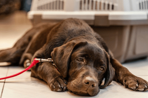 Los animales no son juguetes: no los abandone en las Terminales de Transporte
