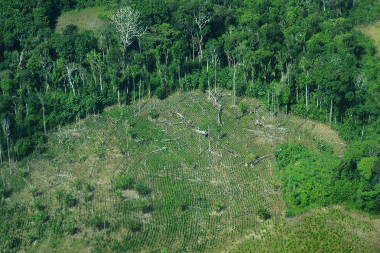 Al banquillo 94 entidades colombianas por deforestación en Amazonia