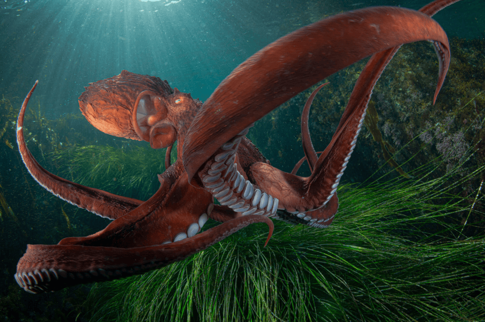 Un pulpo gigante del Pacífico en aguas poco profundas. "A finales de otoño, cuando la temperatura del agua desciende bruscamente hasta los 5 grados centígrados, los pulpos gigantes del Pacífico se precipitan a aguas poco profundas», explica Shpatak. «Nadie sabe aún por qué, pero lleva ocurriendo muchos años. Aquí me encontré con un pulpo de este tipo a poca profundidad, cerca de los matorrales de algas Zostera, y conseguí hacer varias fotos de este hermoso gigante".