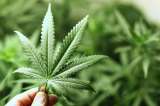 Malta, el primer país de la UE que le da la bienvenida al cultivo de la marihuana