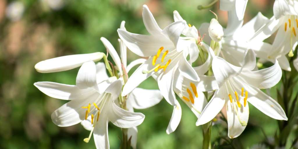 El Lilium candidum es una planta que ha perdurado a lo largo del tiempo, apreciada tanto por su estética como por sus usos medicinales.