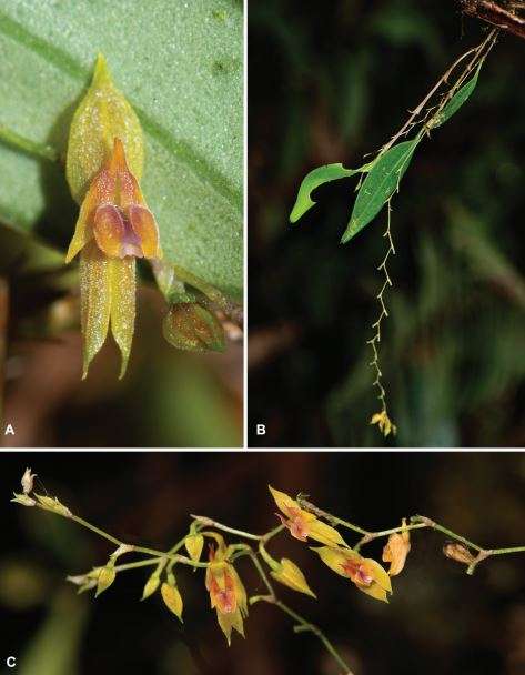 7.Lepanthes nubiamuñozana en honor a Nubia Muñoz Calero, una científica médica colombiana y figura clave en la investigación epidemiológica. /Juan Sebastian Moreno y equipo.