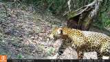 Se creía extinto, pero reapareció el jaguar en el río Cravo Sur, Casanare