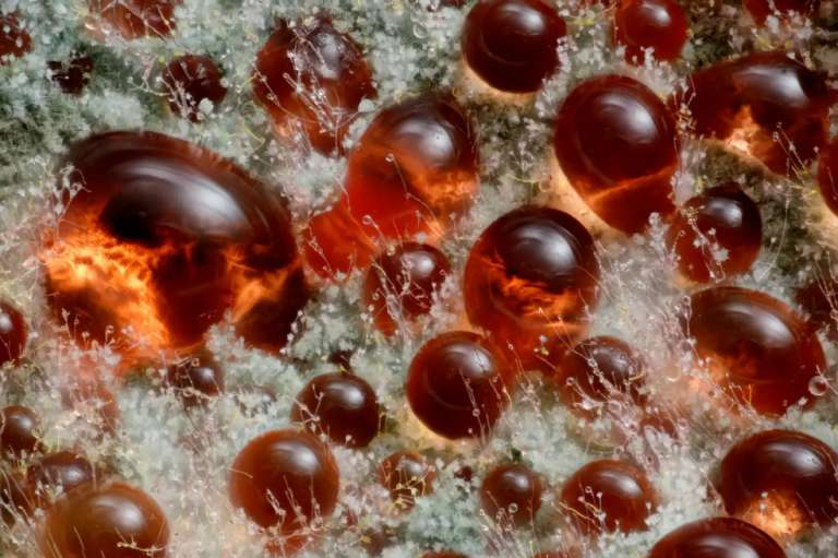 Wim van Egmond ocupó el noveno lugar de la competencia. En su imagen retrató a un hongo, Talaromyces purpureogenus, conocido por su pigmento rojo difuso.