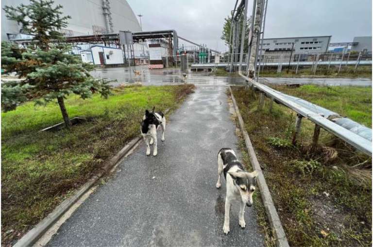 Los perros de Chernóbil podrían ser genéticamente distintos por la radiación