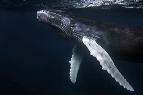 Investigación dice que mancha de agua caliente en el Pacífico pone en riesgo a ballenas jorobadas