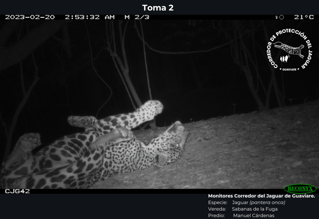 Cámaras trampa en el Corredor del jaguar en Guaviare.