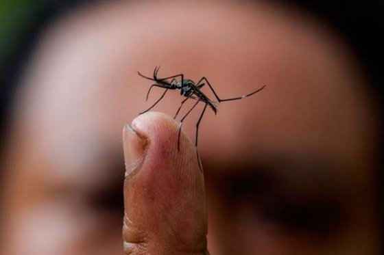 Cerca de 12,000 casos de Zika dentro de mujeres embarazadas y 65,726 en total es una cifra preocupante / Archivo