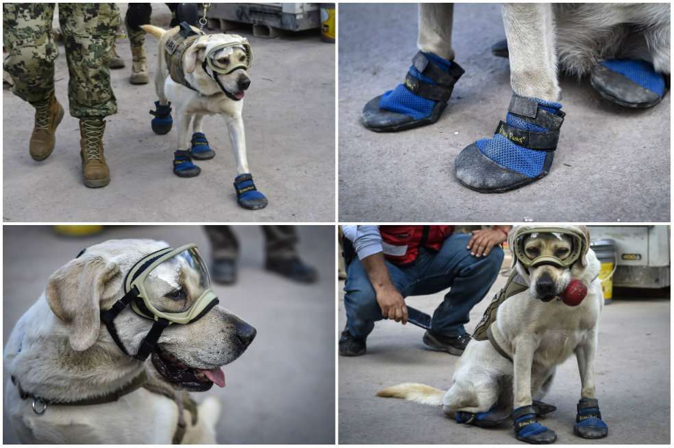 Frida, la labradora rescatista.  / Omar Torres/ AFP