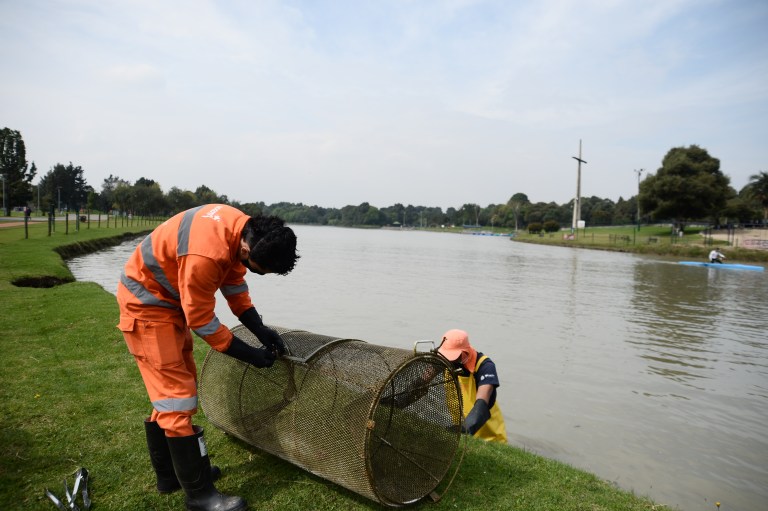 Las trampas se revisan a diario y se recogen los cangrejos rojos, que vienen creciendo en el lago del parque.