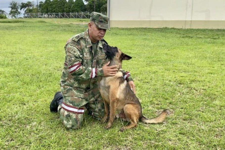 ¿Qué raza es Wilson el perro rescatista Estas son sus características y cuidados