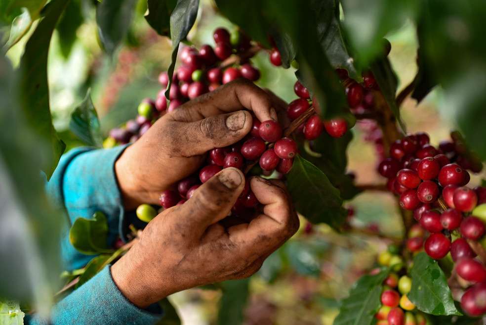 El precio del café sigue subiendo.