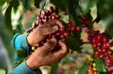 Precio del café logra nuevo récord en Bolsa de Nueva York: ¿por qué sigue al alza?