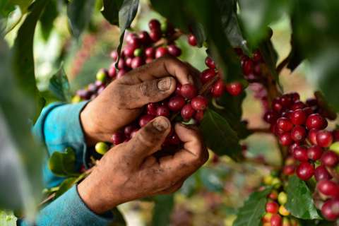 Precio del café logra nuevo récord en Bolsa de Nueva York: ¿por qué sigue al alza?