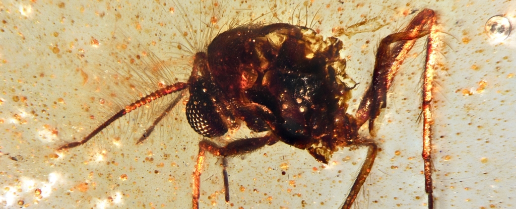 De acuerdo con el análisis de los científicos, los insectos más comunes en el ámbar hallado en Ecuador pertenecen al orden de los dípteros, del cual hacen parte las moscas y los mosquitos.