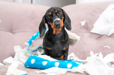 ¿Por qué nuestros perros se comportan mal cuando los dejamos solos en casa?