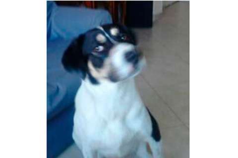 Concejal denuncia que piloto Juan Sebastián Toro mató a un perro