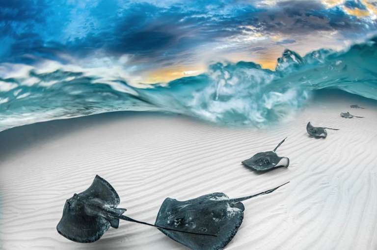 "Mi compañero de buceo y yo alquilamos un barco para llegar a Stingray City, en Gran Caimán, antes del amanecer, para poder captar la luz de la mañana y las ondulaciones de la arena. Justo cuando el sol rompía el horizonte, una línea de rayas del sur se dirigió directamente hacia mí y capturé esta imagen mientras se deslizaban por la arena", dijo el fotógrafo sobre la imagen.