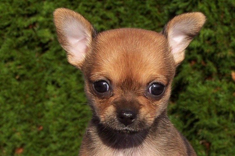 Razas de perros: estas son las 3 más desobedientes
