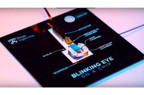 Crean un ojo simulado en 3D a partir de células humanas