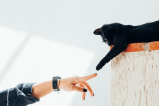 ¿Cómo castigar a un gato cuando hace algo malo?