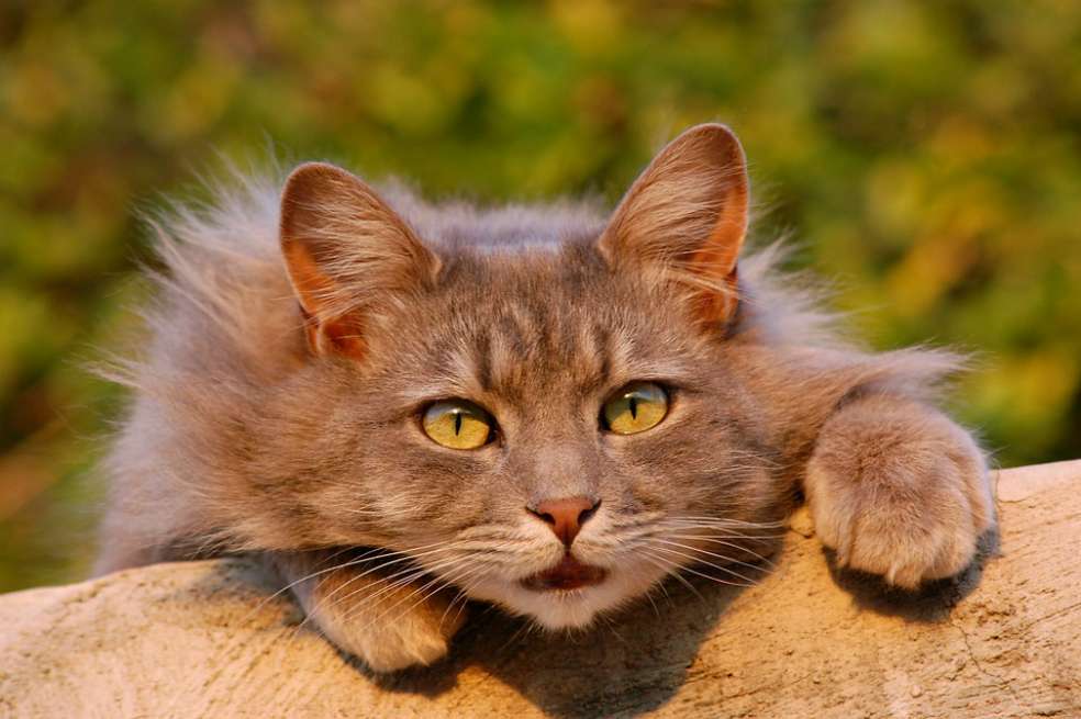 La hipertensión felina puede causar daños en los ojos, el corazón, el cerebro o los riñones. / Pixabay