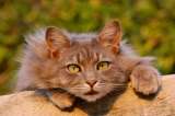Los gatos también son hipertensos